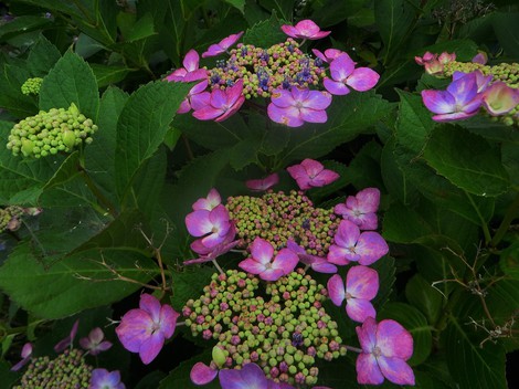 バイカモ・・・今日も紫陽花