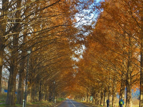 メタセコイヤ並木・・紅葉　　琵琶湖は冷たい晴れ・・水曜日