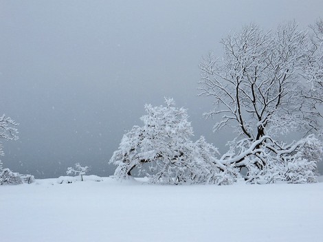 毎日・・雪景色ばかりですが・・低温も続き・大雪注意報も更新され・・・