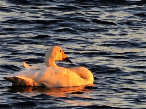 穏やかに連休・・コハクチョウ・・ぷかぷか琵琶湖