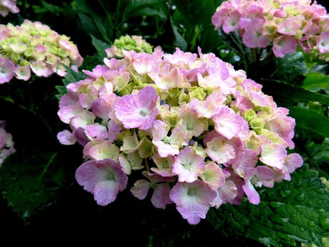 アジサイと・・栗の花