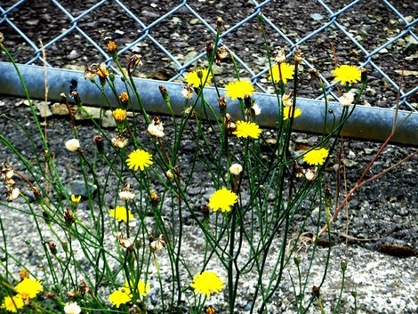 アジサイと・・栗の花