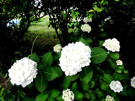白紫陽花~~湖西線車窓風景～～