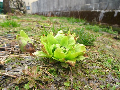 見えるものが春になって・・土曜日