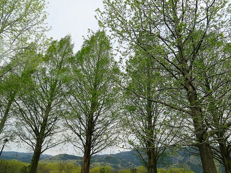 田植えが始まった・・昭和の日の一日