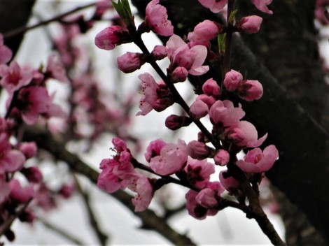 春の花・・身近に・・日曜日