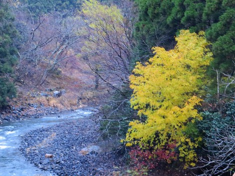山沿いは時雨・・里は曇りの天候で・・今月も・・