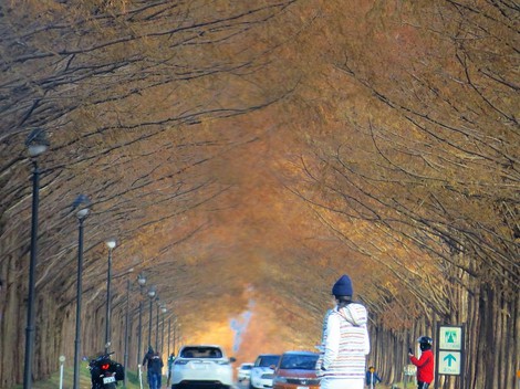 沈殿の一日・・でもメタセコイヤ並木・・