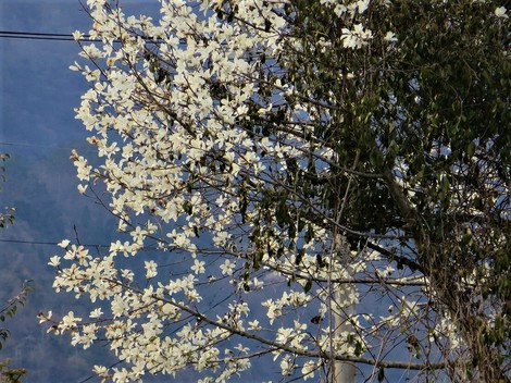 春の花・・身近に・・日曜日