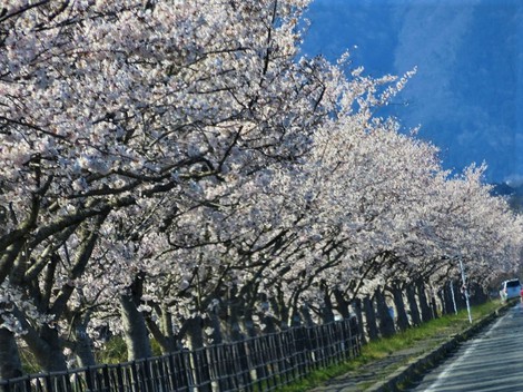 春の花・・身近に・・日曜日