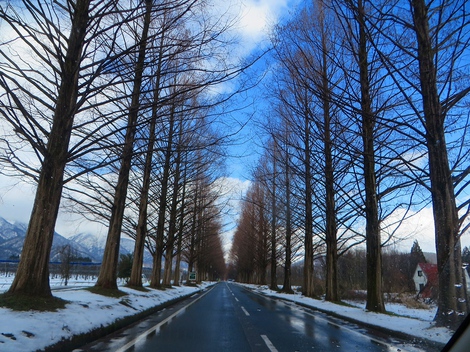 居座る寒気団・・メタセコイヤ並木‥冬