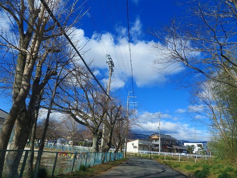 メタセコイヤ並木・・紅葉　　琵琶湖は冷たい晴れ・・水曜日