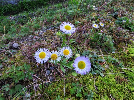 穏やかに連休・・コハクチョウ・・ぷかぷか琵琶湖