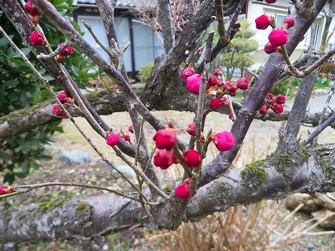 紅梅・・一輪・・・ヒメオドリコソウも・・