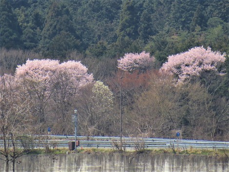 強風・・花冷えか？？