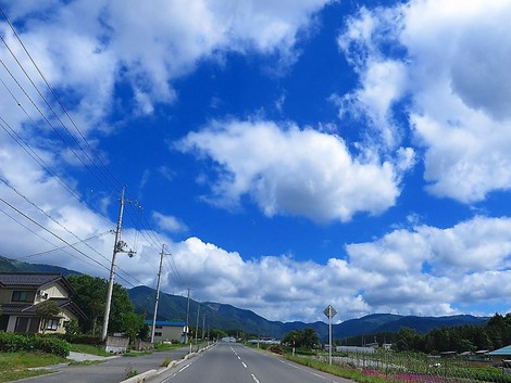 午後は、青空一色で・・メタセコイヤ並木