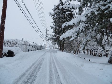 毎日・・雪景色ばかりですが・・低温も続き・大雪注意報も更新され・・・