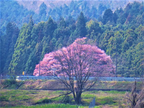 強風・・花冷えか？？
