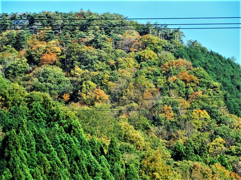 日曜日～晴れ青空でした・・メタセコイヤの紅葉は？