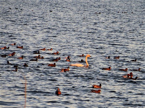 穏やかに連休・・コハクチョウ・・ぷかぷか琵琶湖