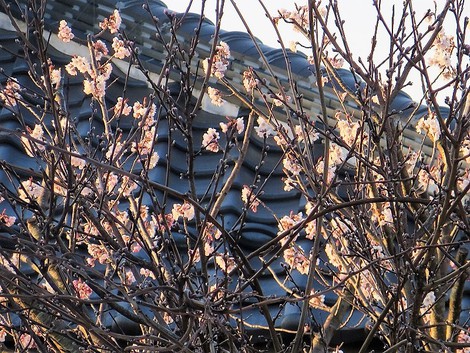 本格的に4月・・新年度・・晴れ