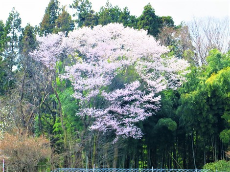 強風・・花冷えか？？