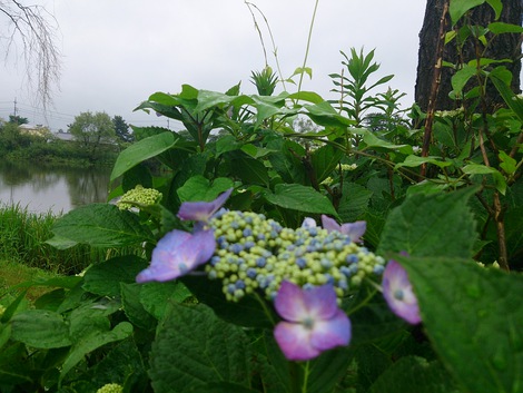 ヒンヤリ小雨の夏至