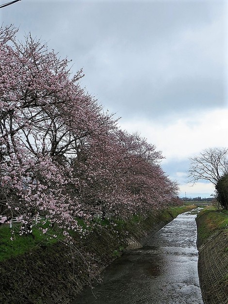 曇って日曜日・・それでも桜開花も進む
