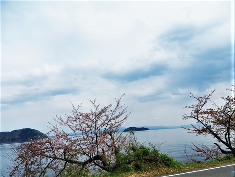 春らしく～残り桜