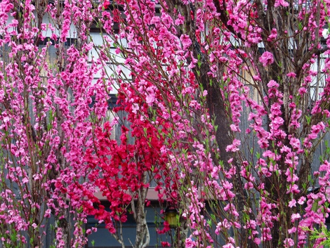 午後には雨になって・・月曜日