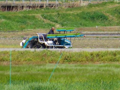 田植え作業が始まった・・日曜日