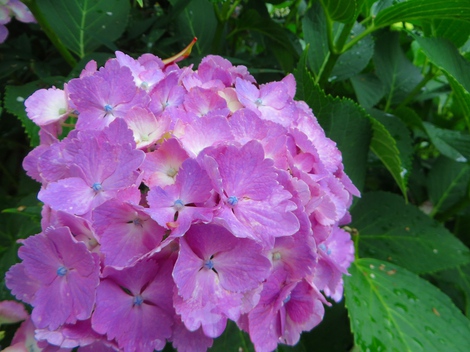 紫陽花・・雨は少ないけど・・