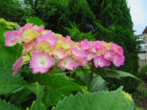 紫陽花・・雨は少ないけど・・