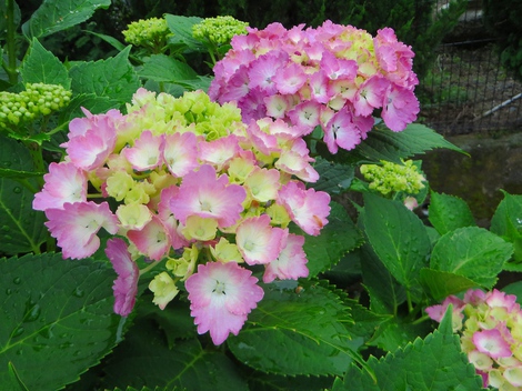 紫陽花・・雨は少ないけど・・