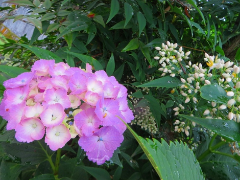 紫陽花・・雨は少ないけど・・
