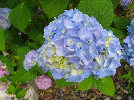 紫陽花・・雨は少ないけど・・