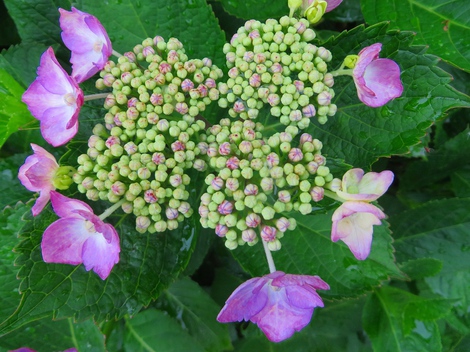 紫陽花・・雨は少ないけど・・