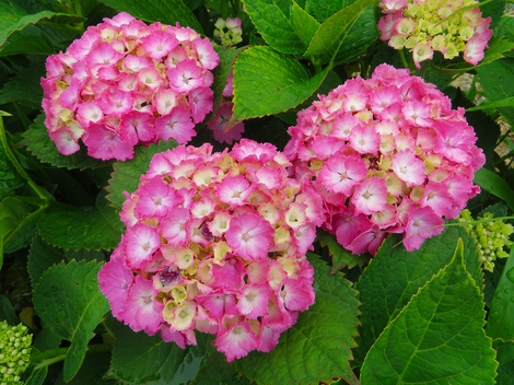 紫陽花・・雨は少ないけど・・