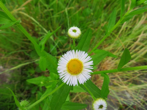 紫陽花・・雨は少ないけど・・