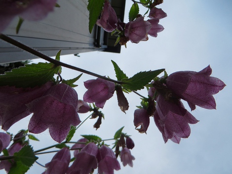 紫陽花・・雨は少ないけど・・