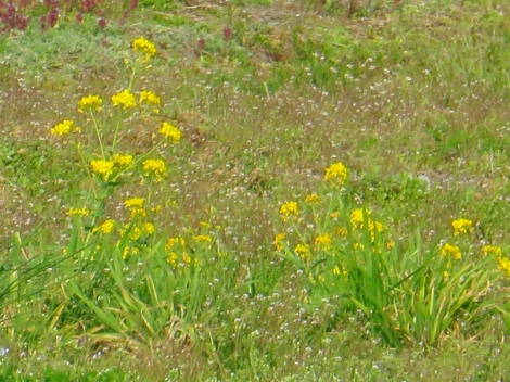 今朝は曇空・・メダカは元気に！