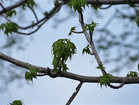 田植えが始まった・・昭和の日の一日