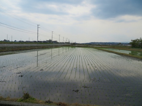 田植えが始まった・・昭和の日の一日