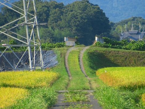 夏もまだまだ・・元気ですが。