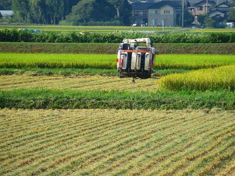 稲刈り始まって・・暑い残暑