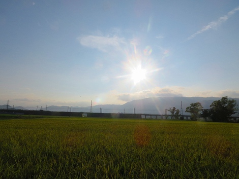 稲刈り始まって・・暑い残暑