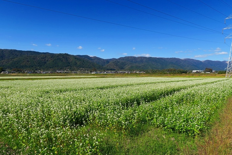 快晴は秋深しの景色ばかりでした