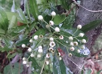 ヤハリ雨
