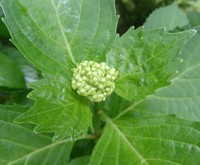 紫陽花