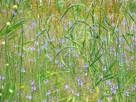 午後に暑くなって・・琵琶湖岸の草刈り作業